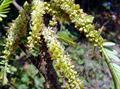 Phyllanthus emblica